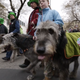 Illustration for article titled Ilyen volt a budapesti St Patrcks Day-menet
